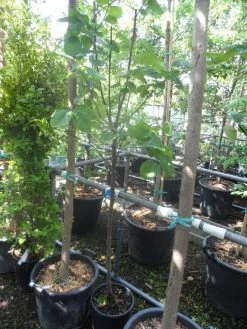 Kweepeer (Cydonia Oblonga) 12 Kweepeer (Cydonia Oblonga) -Groene Wereld cydonia oblonga halfstam 5 6 8 c10 1