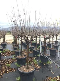 Kweepeer Als Halfstam (Cydonia Oblonga 'Vranja') 5 Kweepeer Als Halfstam (Cydonia Oblonga 'Vranja') -Groene Wereld cydoniavranjamf 1