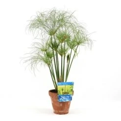Papyrusplant (Cyperus Percamenthus) -Groene Wereld cyperus percamenthus