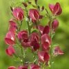 Brem (Cytisus 'Boskoop Ruby') -Groene Wereld cytisus boskoop ruby