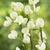 Brem (Cytisus Praecox 'Albus') 2 Brem (Cytisus Praecox 'Albus') -Groene Wereld cytisus x praecox albus