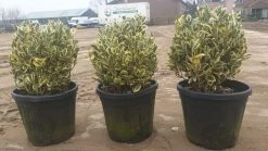 Kardinaalshoed Als Bol (Euonymus Japonicus 'Bravo') -Groene Wereld d71b7b6e e144 4bb1 a0a7 edc0f1496650