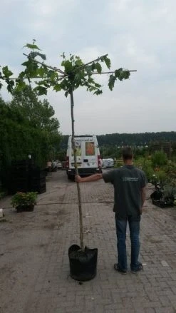 Dakplataan (Platanus Hispanica ) -Groene Wereld dakplataan 1 1