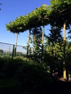 Dakplataan (Platanus Hispanica ) -Groene Wereld dakplataan 25 30 35 op 280 300stam 1 1