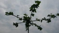 Dakplataan (Platanus Hispanica ) -Groene Wereld dakplataan 2 1