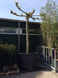 Dakplataan (Platanus Hispanica ) -Groene Wereld dakplataan 4045cm 1 3
