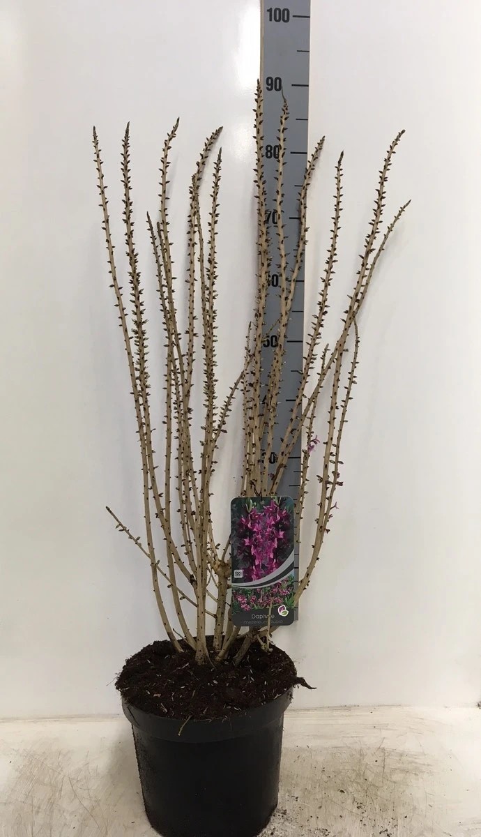 Peperboompje (Daphne Mezereum 'Rubra') 4 Peperboompje (Daphne Mezereum 'Rubra') - Afbeelding 2