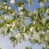 Zakdoekjesboom Als Struik (Davidia Involucrata) -Groene Wereld davidia involucrata02 1