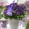 Hortensia Deep Purple Dance (Hydrangea 'Music Collection') 1 Hortensia Deep Purple Dance (Hydrangea 'Music Collection') -Groene Wereld deep purple dance 2