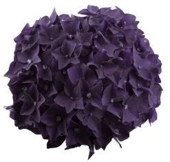 Hortensia Deep Purple Dance (Hydrangea 'Music Collection') -Groene Wereld deep purple dance bloem 2