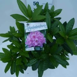 Rhododendron (Rhododendron 'Delta') -Groene Wereld delta c5 boven 1