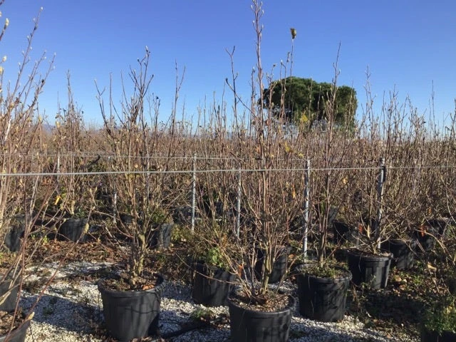 Beverboom (Magnolia Denudata) 4 Beverboom (Magnolia Denudata) - Afbeelding 2