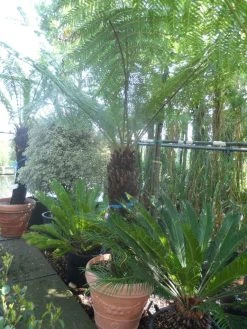 Boomvaren (Dicksonia Antarctica) 20 Boomvaren (Dicksonia Antarctica) -Groene Wereld dicksonia antarctica 100 120stam