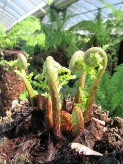 Boomvaren (Dicksonia Antarctica) 24 Boomvaren (Dicksonia Antarctica) -Groene Wereld dicksonia antarctica 3