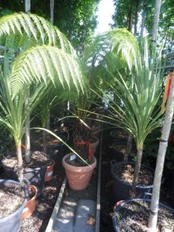 Grote Boomvaren (Dicksonia Antarctica) 23 Grote Boomvaren (Dicksonia Antarctica) -Groene Wereld dicksonia antarctica 40stam cont. 1 1