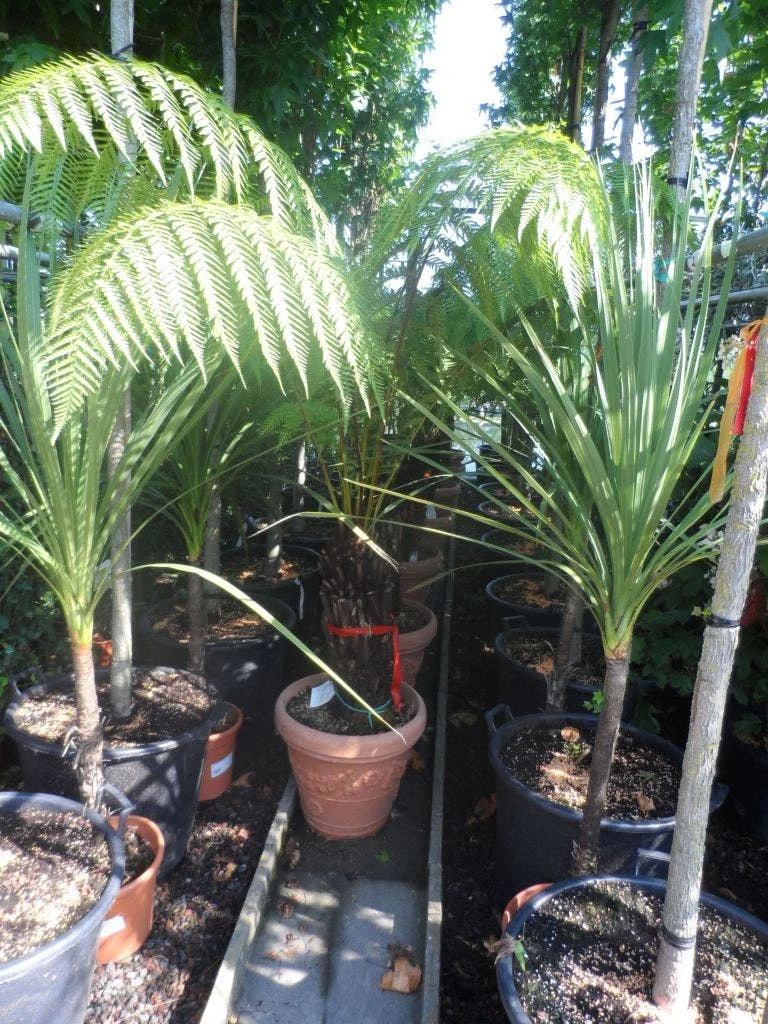 Boomvaren (Dicksonia Antarctica) 8 Boomvaren (Dicksonia Antarctica) - Afbeelding 6