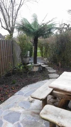 Grote Boomvaren (Dicksonia Antarctica) -Groene Wereld dicksonia antartica 1