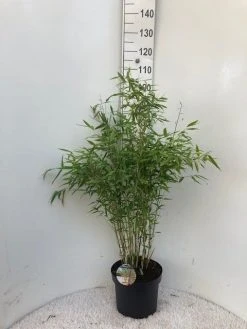 Niet Woekerende Bamboe (Fargesia 'Dino') -Groene Wereld dino c10