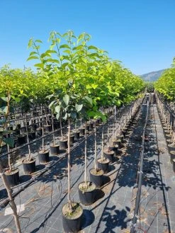 Kaki Als Halfstam (Diospyros Kaki 'Tipo')