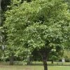 Kaki (Diospyros Kaki) -Groene Wereld diospyros kaki 2