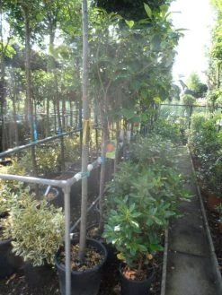 Kaki (Diospyros Kaki) -Groene Wereld diospyros kaki halfstam 12 14 1 2