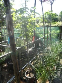 Kaki (Diospyros Kaki) -Groene Wereld diospyros kaki halfstam 5 6 8 c10 1