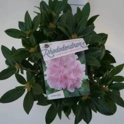 Dwergrhododendron (Rhododendron 'Dreamland') -Groene Wereld dreamland c4 boven 1
