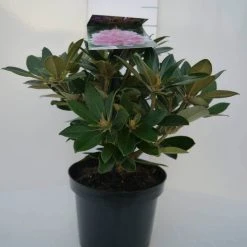 Dwergrhododendron (Rhododendron 'Dreamland') -Groene Wereld dreamland c4 voor 1