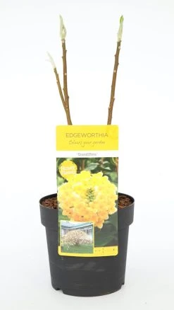 Papierstruik (Edgeworthia Chrysantha) -Groene Wereld dsc 0189