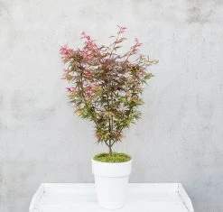 Japanse Esdoorn (Acer Palmatum 'Shaina') -Groene Wereld dsc 8156