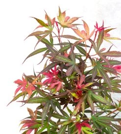 Japanse Esdoorn (Acer Palmatum 'Shaina') -Groene Wereld dsc 8195