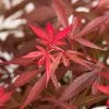 Japanse Esdoorn (Acer Palmatum 'Shaina') -Groene Wereld dsc 8426