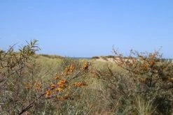 Duindoorn (Hippophae Rhamnoides) -Groene Wereld duindoorn 1 3