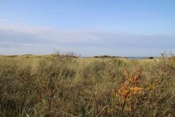 Duindoorn (Hippophae Rhamnoides) -Groene Wereld duindoorn 2 1