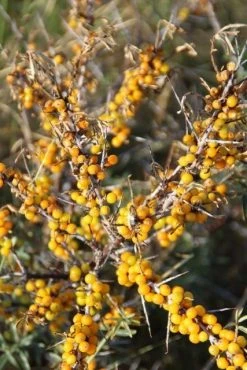 Duindoorn (Hippophae Rhamnoides) -Groene Wereld duindoorn 4 3