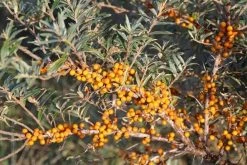 Duindoorn (Hippophae Rhamnoides) -Groene Wereld duindoorn 5 3