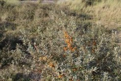 Duindoorn (Hippophae Rhamnoides) -Groene Wereld duindoorn 6 3
