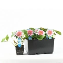 Waterlelie (Nymphaea 'Attraction') -Groene Wereld e 11800 p11w nymphaea attraction tb