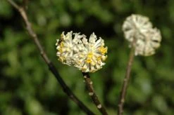 Papierstruik (Edgeworthia Chrysantha)