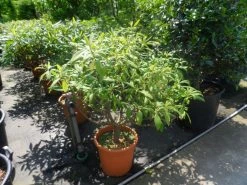 Papierstruik (Edgeworthia Chrysantha) -Groene Wereld edgeworthia chrysantha 80 100 125 c25