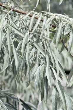 Smalbladige Olijfwilg Als Boom (Elaeagnus Angustifolia) -Groene Wereld elaeagnus angustifolia