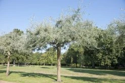 Smalbladige Olijfwilg Als Boom (Elaeagnus Angustifolia) -Groene Wereld elaeagnus angustifolia01