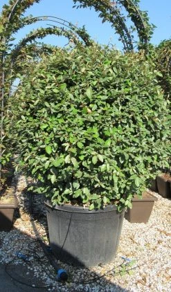 Olijfwilg Als Bol (Elaeagnus Ebbingei 'Compacta') 24 Olijfwilg Als Bol (Elaeagnus Ebbingei 'Compacta') -Groene Wereld elaeagnus ebbingei 100 110 bol
