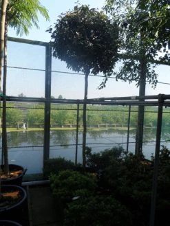 Olijfwilg Als Boom (Elaeagnus Ebbingei) -Groene Wereld elaeagnus ebbingei 12 14ho cont 1