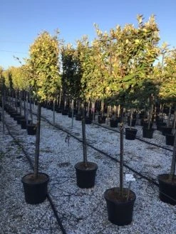 Olijfwilg Halfstam Als Leiboom (Elaeagnus Ebbingei)