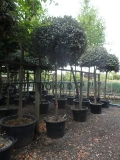 Olijfwilg Als Boom (Elaeagnus Ebbingei) 12 Olijfwilg Als Boom (Elaeagnus Ebbingei) -Groene Wereld elaeagnus ebbingei 14 16 18ho c130 2