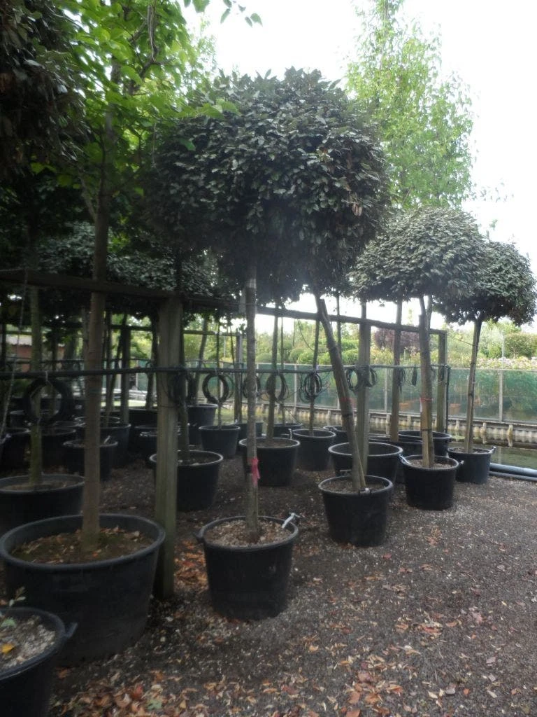 Olijfwilg Als Boom (Elaeagnus Ebbingei) 6 Olijfwilg Als Boom (Elaeagnus Ebbingei) - Afbeelding 4