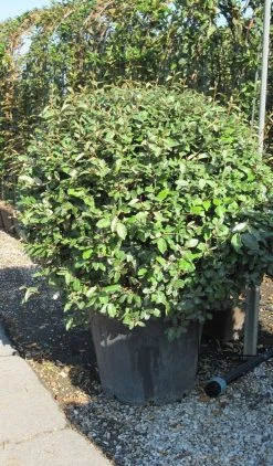 Olijfwilg Als Bol (Elaeagnus Ebbingei 'Compacta') 26 Olijfwilg Als Bol (Elaeagnus Ebbingei 'Compacta') -Groene Wereld elaeagnus ebbingei bol 3 1
