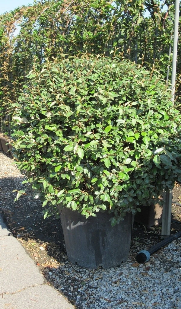Olijfwilg Als Bol (Elaeagnus Ebbingei 'Compacta') 12 Olijfwilg Als Bol (Elaeagnus Ebbingei 'Compacta') - Afbeelding 10
