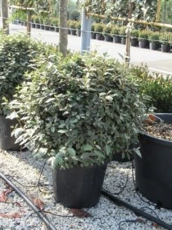 Olijfwilg Als Bol (Elaeagnus Ebbingei 'Compacta') 28 Olijfwilg Als Bol (Elaeagnus Ebbingei 'Compacta') -Groene Wereld elaeagnus ebbingei bol 70 cm 1